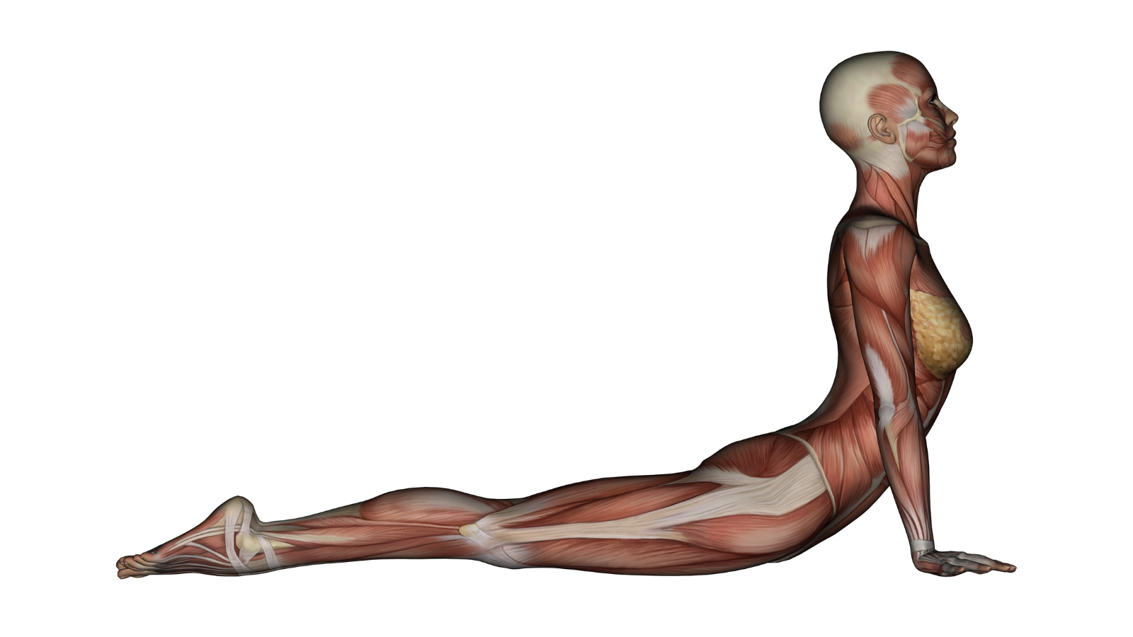 fascia and yoga are part of medicine of the future 