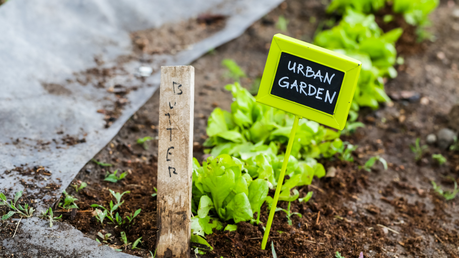 Early summer planting in urban garden to combat the hidden racism in food industry
